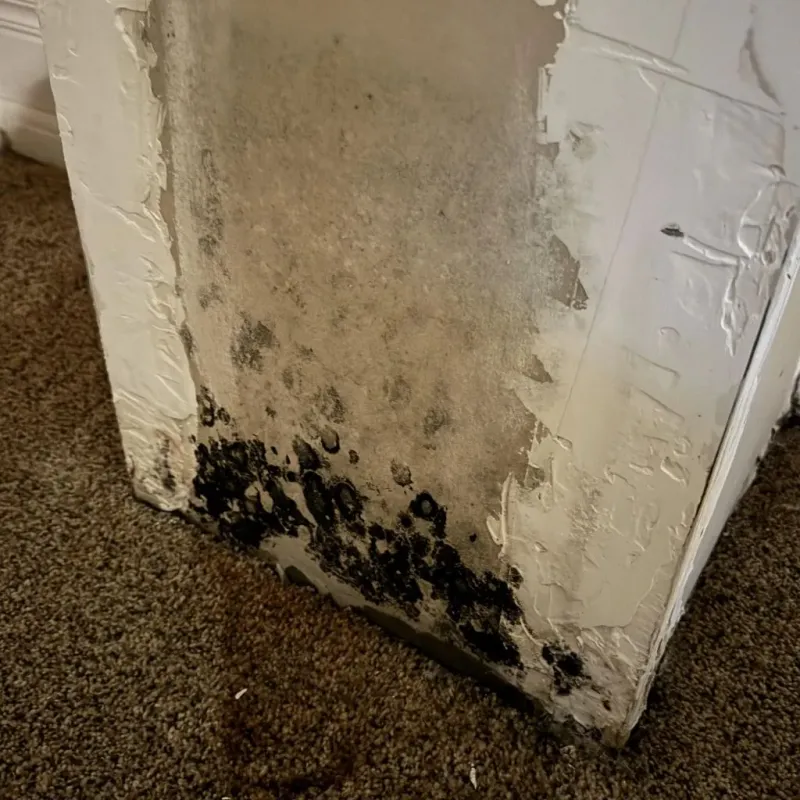 Professional Mold Removal in Topeka, KS